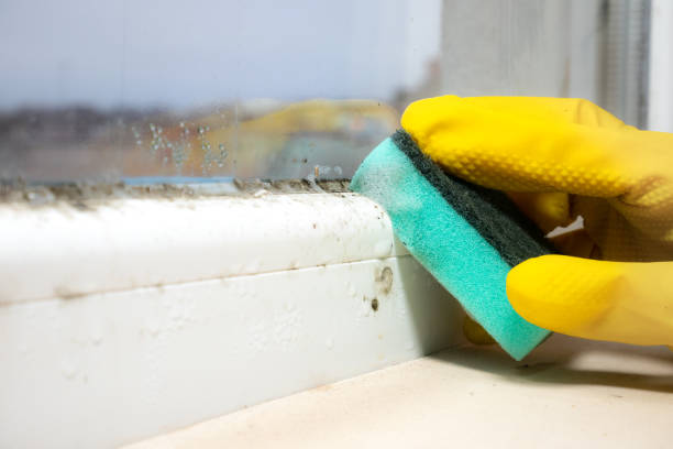 Best Black Mold Remediation in Duluth, GA