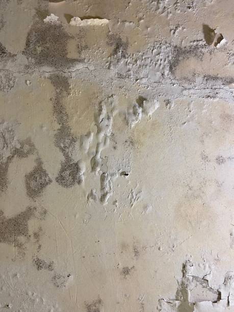 Best Commercial Mold Remediation in Duluth, GA